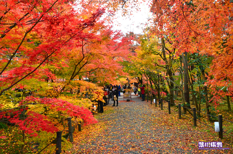 日本京都 賞紅葉必走必訪旅遊景點 永觀堂 夜楓 圖多